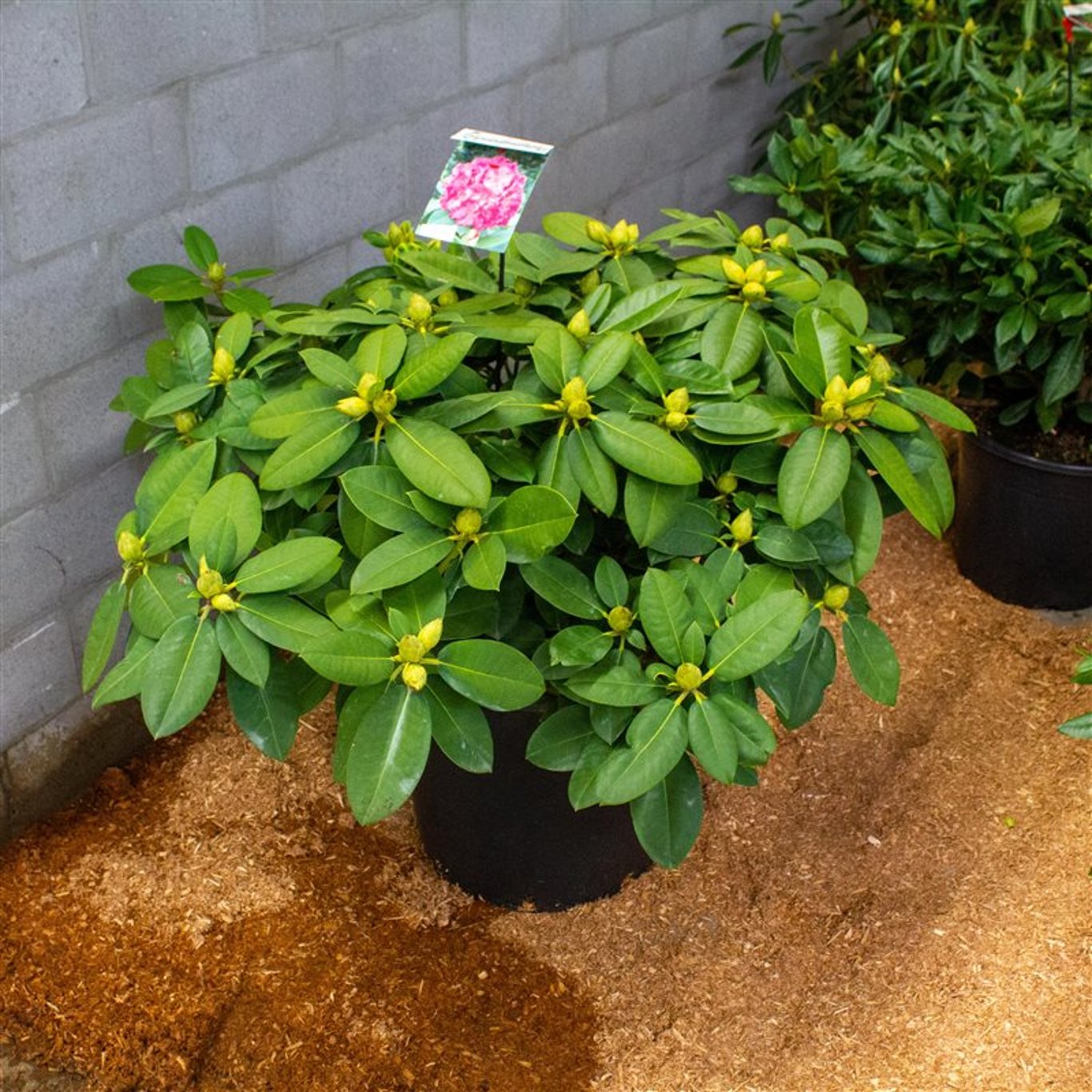 Rhododendron – Rhododendron 'Germania' - C40 70-80 CM